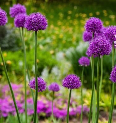 How to grow and care for alliums Love The Garden